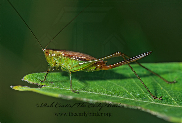 Conocephalus brevipennis  SHORT-WINGED MEADOW GRASSHOPPER  303023 z