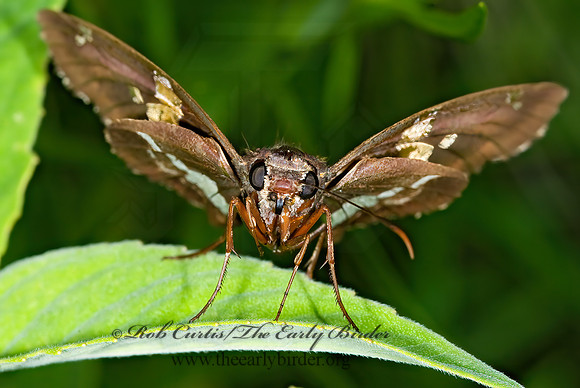 Epargyreus clarus  SILVER SPOTTED SKIPPER 7011981z