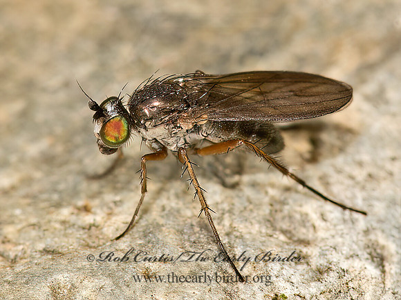 Dolichopodini  LONGLEGGED FLY  9032406z
