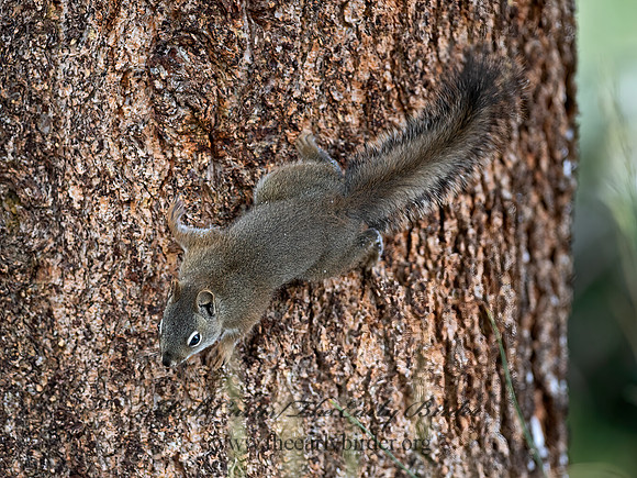 Tamasciurus hudsonicus  PINE SQUIRREL 6037005z