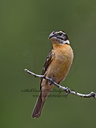 Pheucticus melanocephalus  BLACK-HEADED GROSBEAK 3037024z