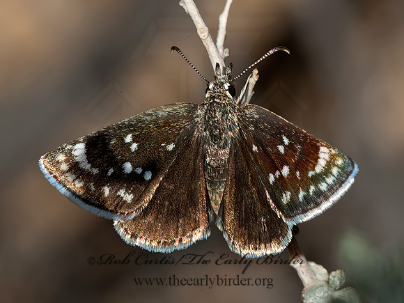 Hesperopsis libya  MOJAVE SOOTYWING 8036383z