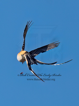Tyrannus forficatus SCISSOR-TAILED FLYCATCHER 9091867z