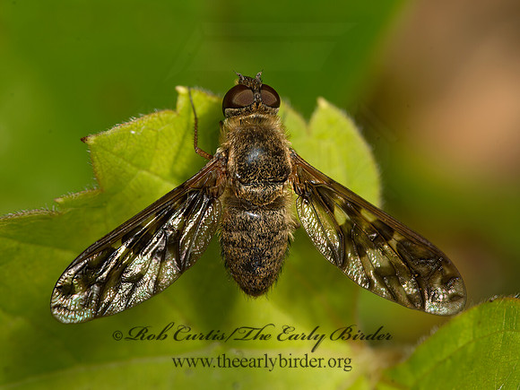 Dipalta serpentina  BEE FLY 9040717z