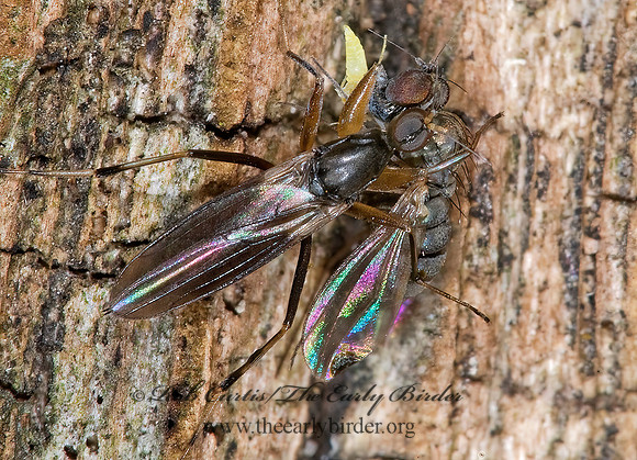 Tachypeza  HYBOTID DANCE FLY 6016419z