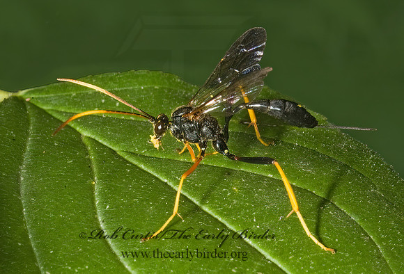 Acroricnus stylator aequatus 5015153z