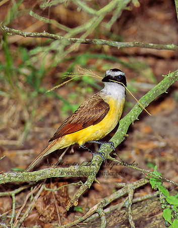 Pitangus sulphuratus  GREAT KISKADEE 89016z