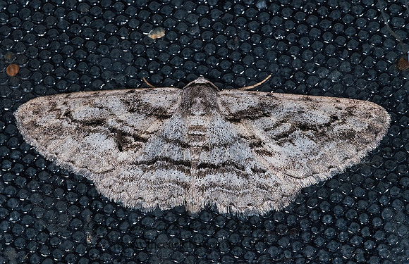 Boarmiini tp1  GEOMETRID MOTH 6027740z