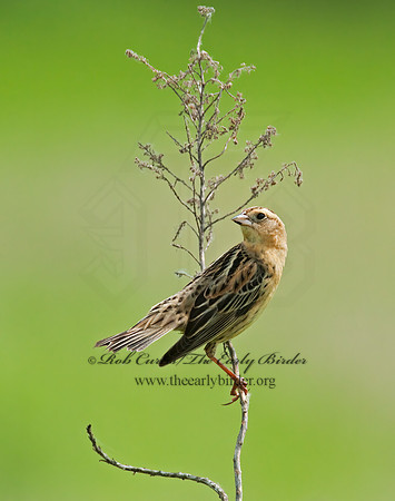 Dolichonyx oryzivorus  BOBOLINK 3008342z