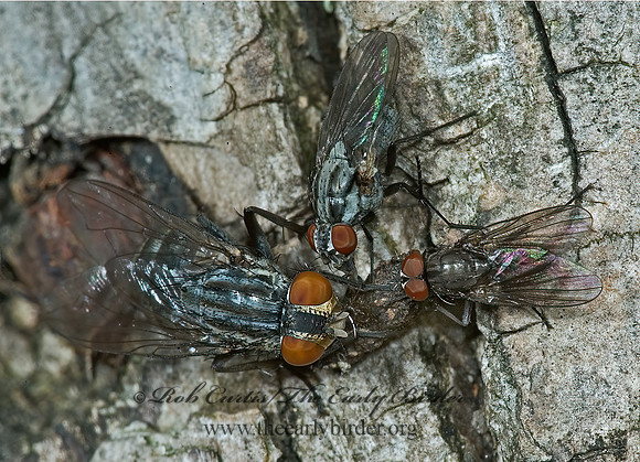 Sarcophagidae  FLESH FLY 5008783z