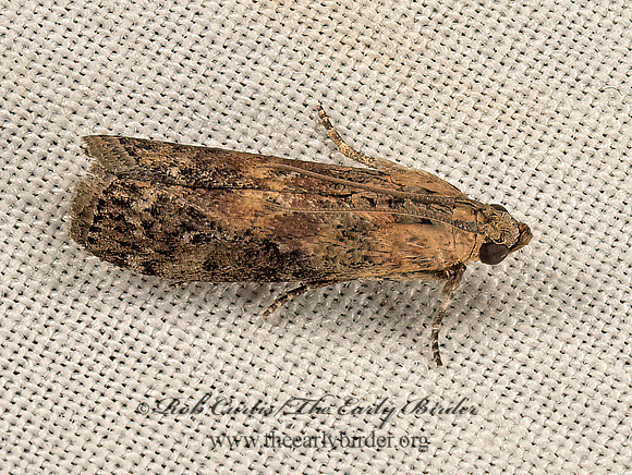 Sciota celtidella PHYCITINI  PYRALID MOTH 9047833z