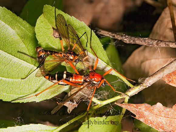 Ctenophora dorsalis  CRANE FLY3002558z