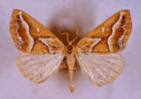 Caripeta angustiorata BROWN PINE LOOPER MOTH 294430z