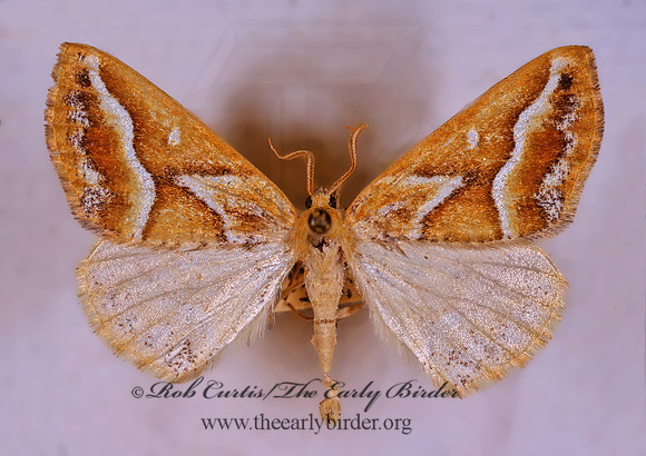 Caripeta angustiorata BROWN PINE LOOPER MOTH 294430z