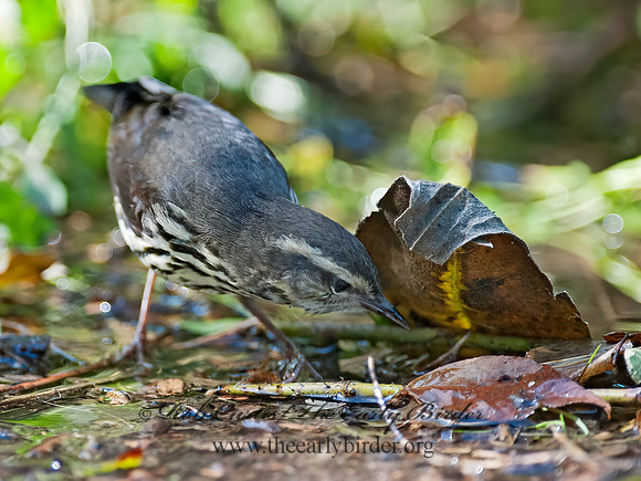 Parkesia noveboracensis  NORTHERN WATERTHRUSH 8029296z