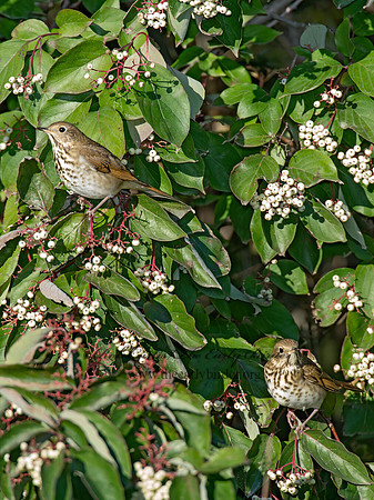 Catharus guttatus  HERMIT THRUSH 9015457z