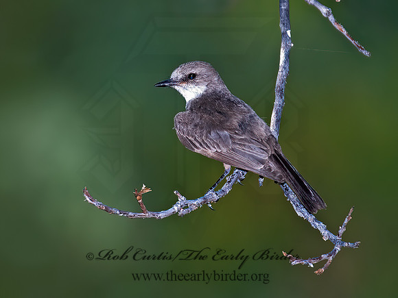 Pyrocephalus rubinus  VERMILION FLYCATCHER 7008215Z