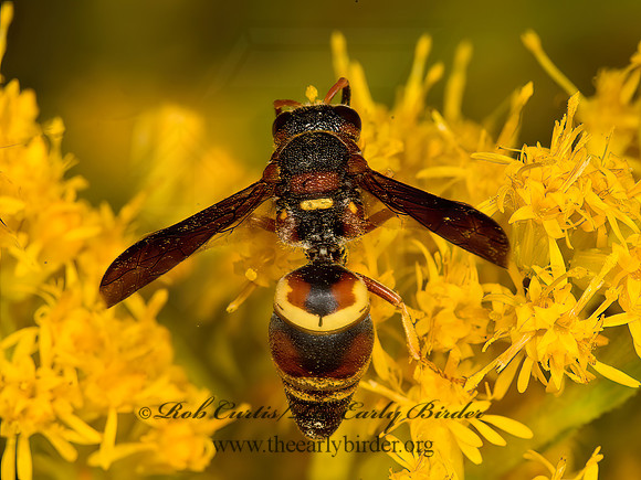 Euodynerus hidalgo  MASON WASP 9053341z