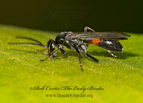 Sericopompilus apicalis   ORANGE-MARKED SPIDER WASP 9023983z