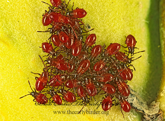 Lygaeus kalmii  SMALL MILKWEED BUG 213317z