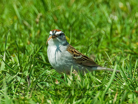 Spizella passerina  CHIPPING SPARROW 3000643z