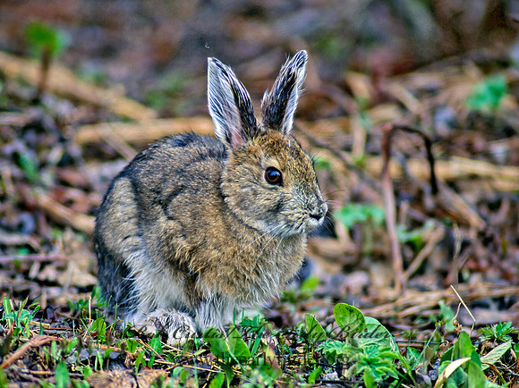 Lepus americanus  SNOWSHOE HARE 232311z
