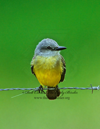 Tyrannus melancholicus  TROPICAL KINGBIRD 205028z