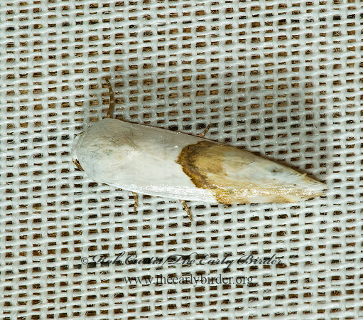 Ponometia elegantula ARIZONA BIRD-DROPPING MOTH 5005356z
