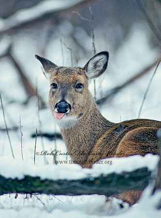 Odocoileus virginianus  WHITE-TAILED DEER 64512z