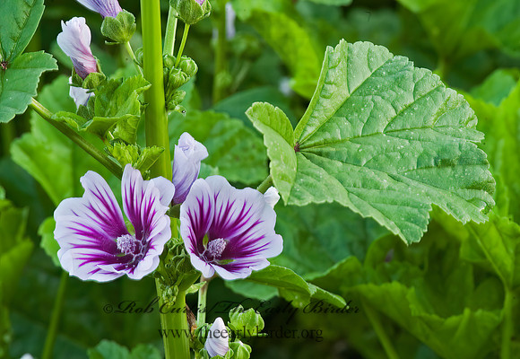 Malvia sylvestris zebrian~  ZEBRINA MALLOW 5013934z