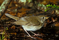 Catharus minimus  GRAY-CHEEKED THRUSH 193012z