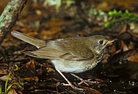 Catharus minimus  GRAY-CHEEKED THRUSH 193012z