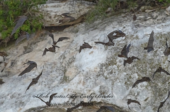 Tadarida brasiliensis  MEXICAN FREE-TAILED BAT 3039984-z
