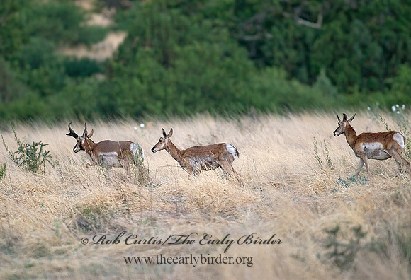 Antilocapra americana  PRONGHORN 6026747z