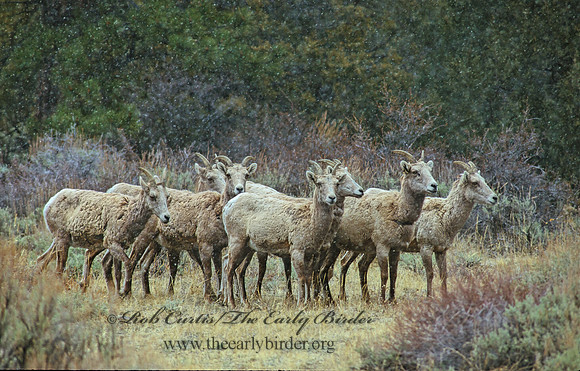 Ovis canadensis  BIGHORN SHEEP 102331z