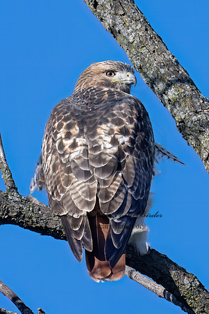 Buteo jamaicensis RED-TAILED HAWK 9085352z