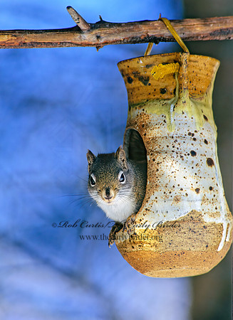 Tamiasciurus hudsonicus  AMERICAN RED SQUIRREL  162132 z