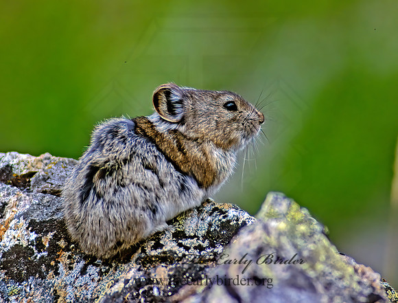 Ochotona collaris  COLLARED PIKA 234806z
