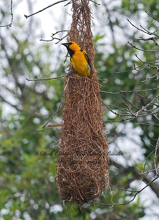 Icterus gularis  ALTAMIRA ORIOLE 6024420z
