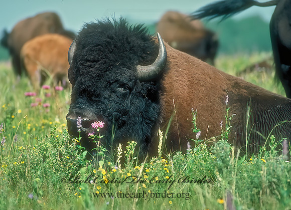 Bison bison  BISON 31311z