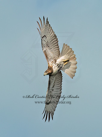 Buteo jamaicensis RED-TAILED HAWK 9091194 (1)