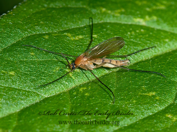 Orfeliini  PREDATORY FUNGUS GNAT 3014168z
