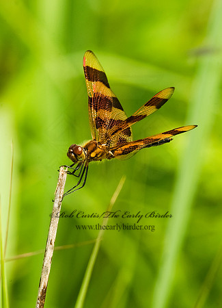 Celithemis epinona HALLOWEEN PENNANT 8015425