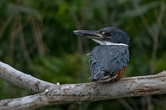 Ceryle torquata  RINGED KINGFISHER 3036115z