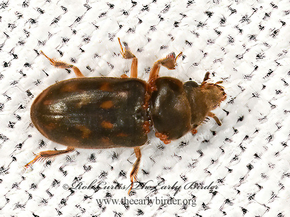 Heterocerus  VARIEGATED MUD-LOVING BEETLE 3041880z
