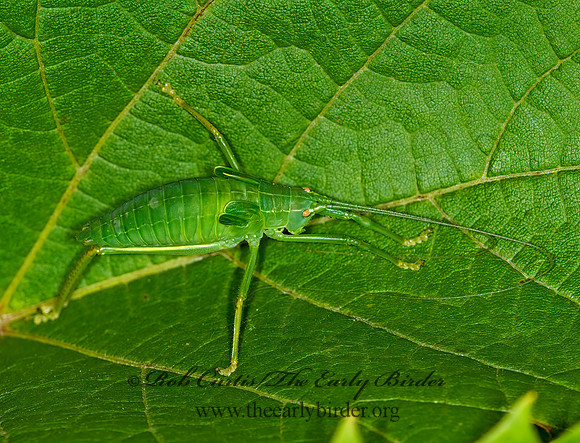 Pterophylla camellifolia  COMMON TRUE KATYDID 6008373z