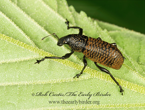 Cleistolophus similis 202415 z