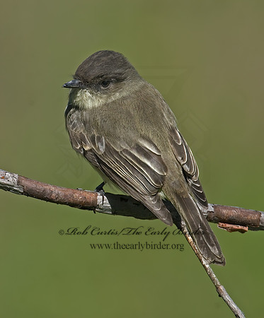 Sayornis phoebe  EASTERN PHOEBE 6017346z