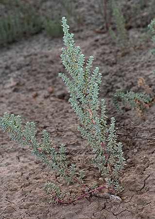 Halogeton glomeratus  SALTLOVER 3023240-z