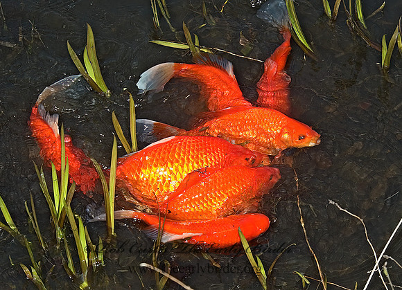 Cyprinus carpio  KOI 5004857z